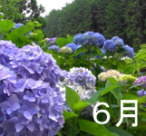 紫陽花